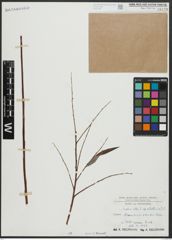 Foto von Salix alba subsp. vitellina (L.) Arcang.